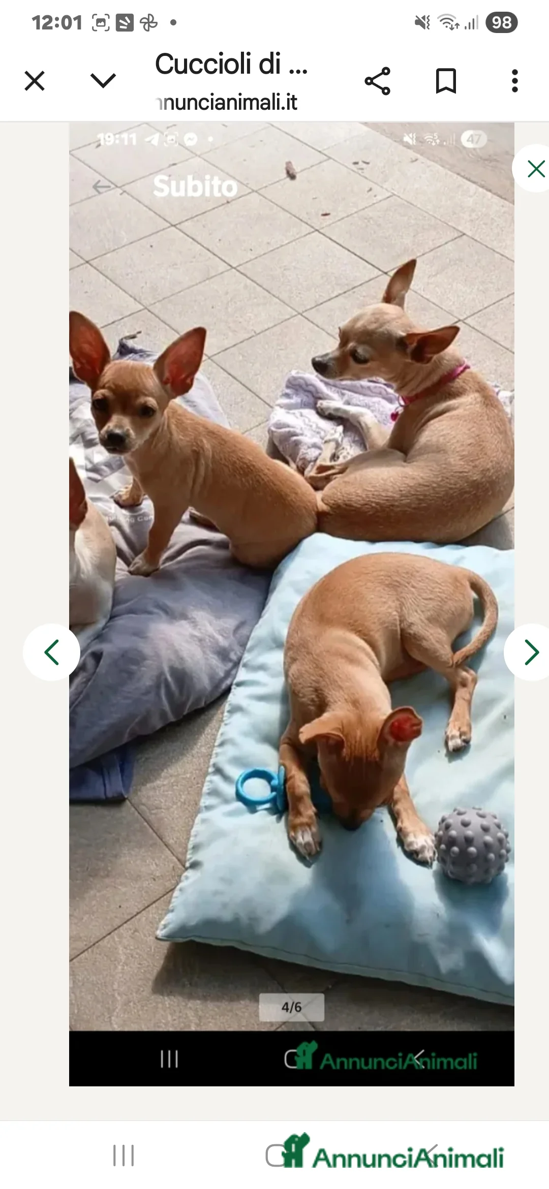 Chihuahua cani in vendita: Cuccioli di chihuahua - Annuncio 6