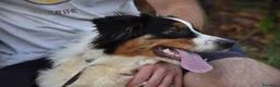 Australian Shepherd cani in vendita: Australian Shepherd pedigree ENCI - Annuncio 32