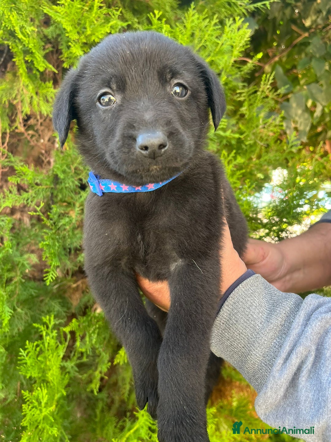 Altre razze cani in regalo:  LILLY, LORIS E TOMMY - Annuncio 2