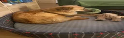 Meticcio cani in regalo: Maya 1 anno, carattere eccezionale a Città Metropolitana di Bologna - Annuncio 9