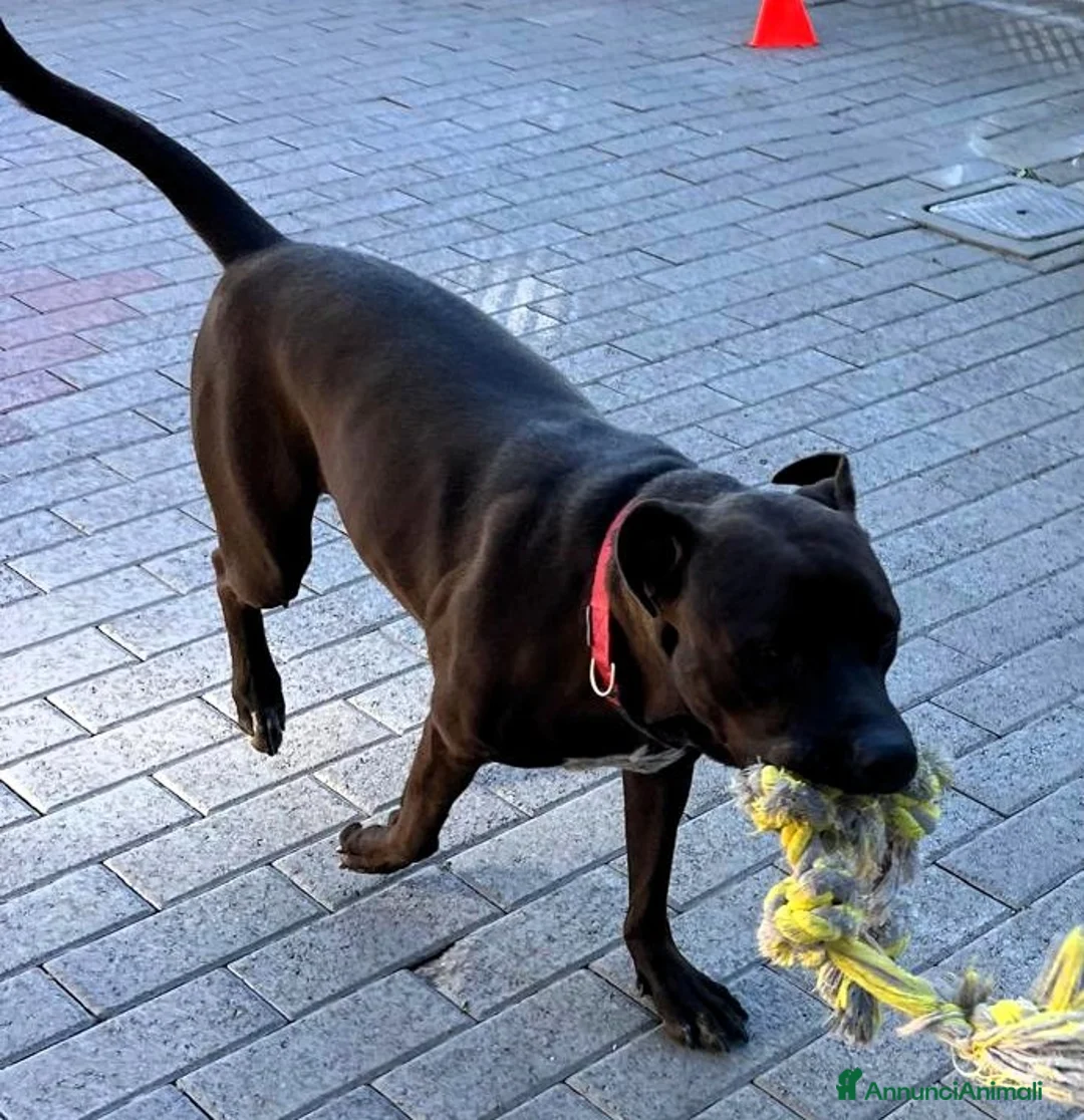 Meticcio cani in regalo: NIGEL BELLISSIMO PIT - Annuncio 4