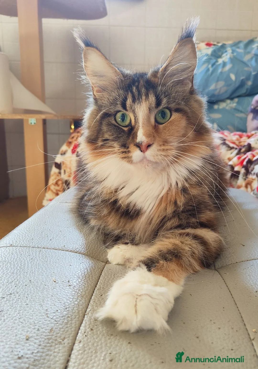 Maine Coon gatti in vendita: Ultime cucciole disponibili  - Annuncio 7