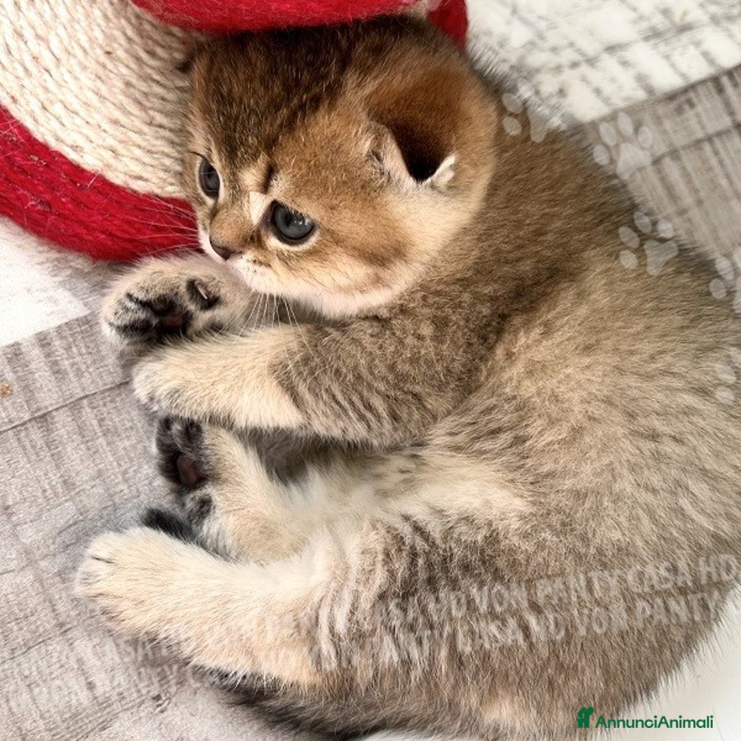 Scottish gatti in vendita: Cucciole Scottish Fold - Annuncio 8