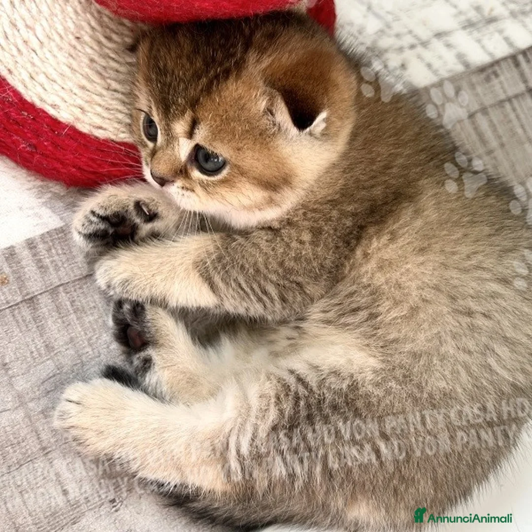 Scottish gatti in vendita: Cucciole Scottish Fold - Annuncio 13