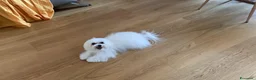 Maltese cani per accoppiamento: CERCO CAGNOLINA  a Provincia di Matera - Annuncio 3