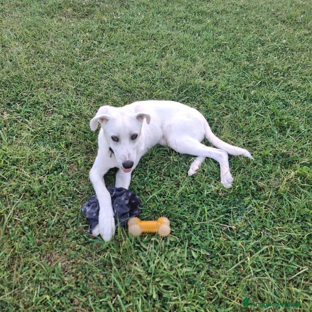 Meticcio cani in regalo: YOSHI 💙 🆘. LO STALLO È FINITO. E ADESSO? a Provincia di Modena - Annuncio 2