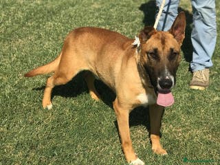 Altre razze cani OHR, mix pastore malinois a Provincia di Latina - Annuncio 21