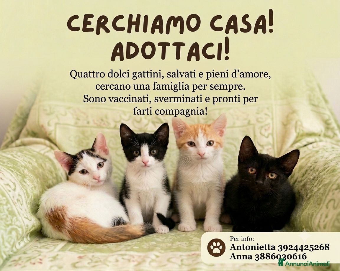 Europeo gatti  ​🐾 QUATTRO MERAVIGLIOSI GATTINI CERCANO CASA! 🏡 - Annuncio 2