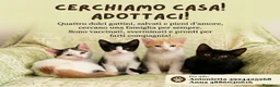Europeo gatti in regalo:  ​🐾 QUATTRO MERAVIGLIOSI GATTINI CERCANO CASA! 🏡 - Annuncio 1