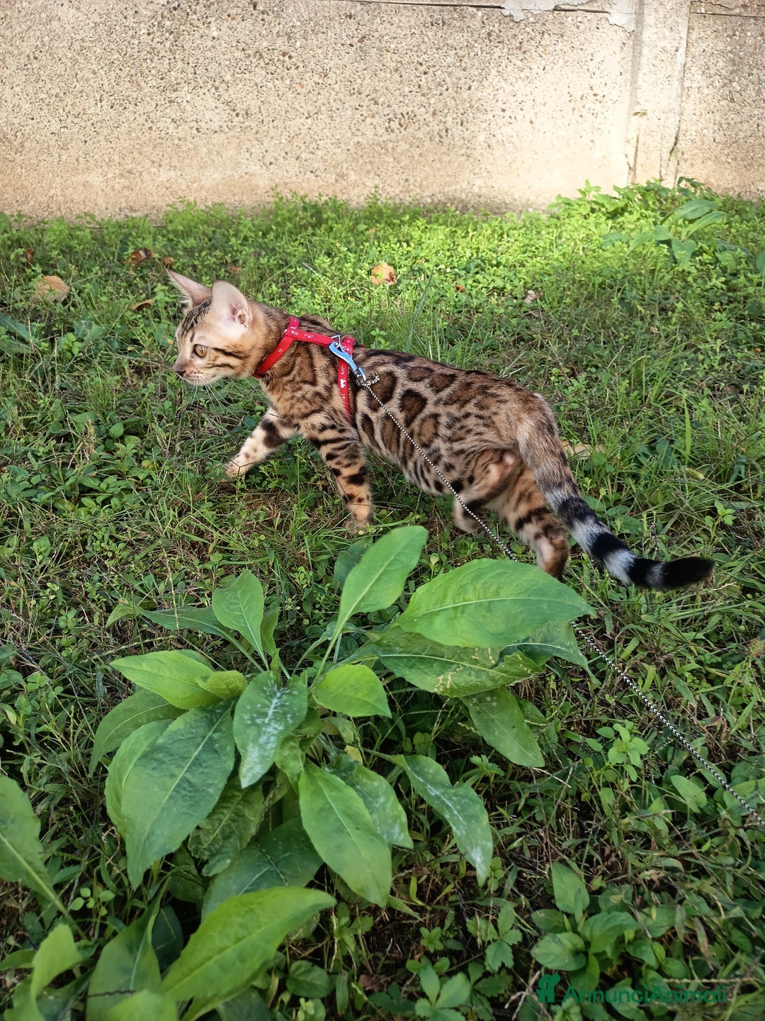 Bengala gatti in vendita: Meravigliosa bengalina  - Annuncio 6