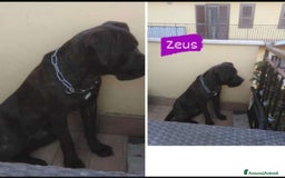 Cane Corso cani in regalo: Corso 3anni salvato dal balcone h24.SOLO TOSCANA a Città metropolitana di Milano - Immagine 4