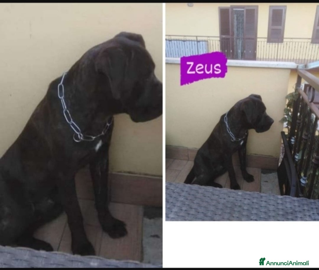 Cane Corso cani in regalo: Corso 3anni salvato dal balcone h24.SOLO TOSCANA a Città metropolitana di Milano - Immagine 4