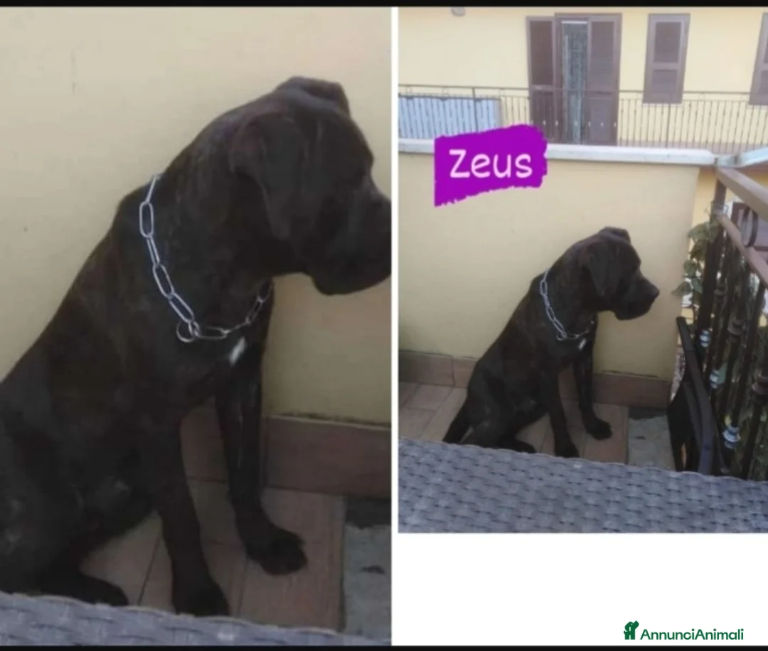 Cane Corso cani in regalo: Corso 3anni salvato dal balcone h24.SOLO TOSCANA a Città metropolitana di Milano - Annuncio 4