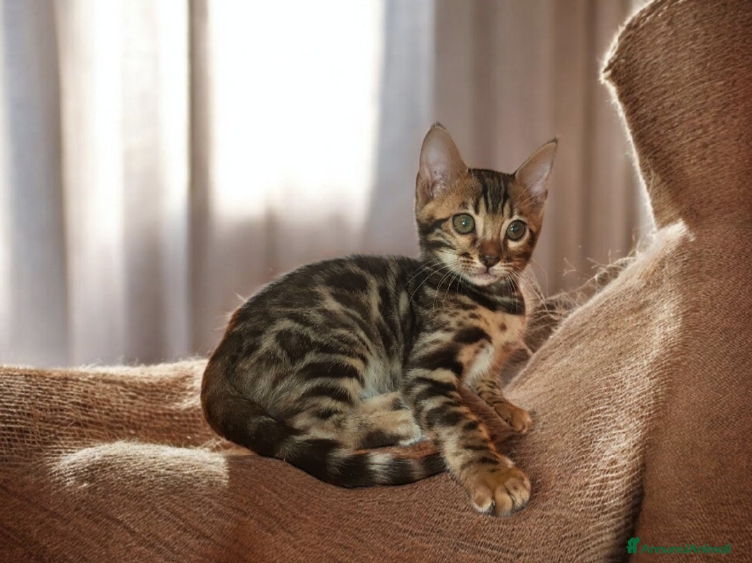 Bengala gatti in vendita: Gattini del Bengala  - Annuncio 8