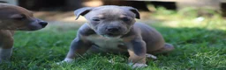 Pitbull cani in vendita: Pit Bull con pedigree anche a rate  - Annuncio 1