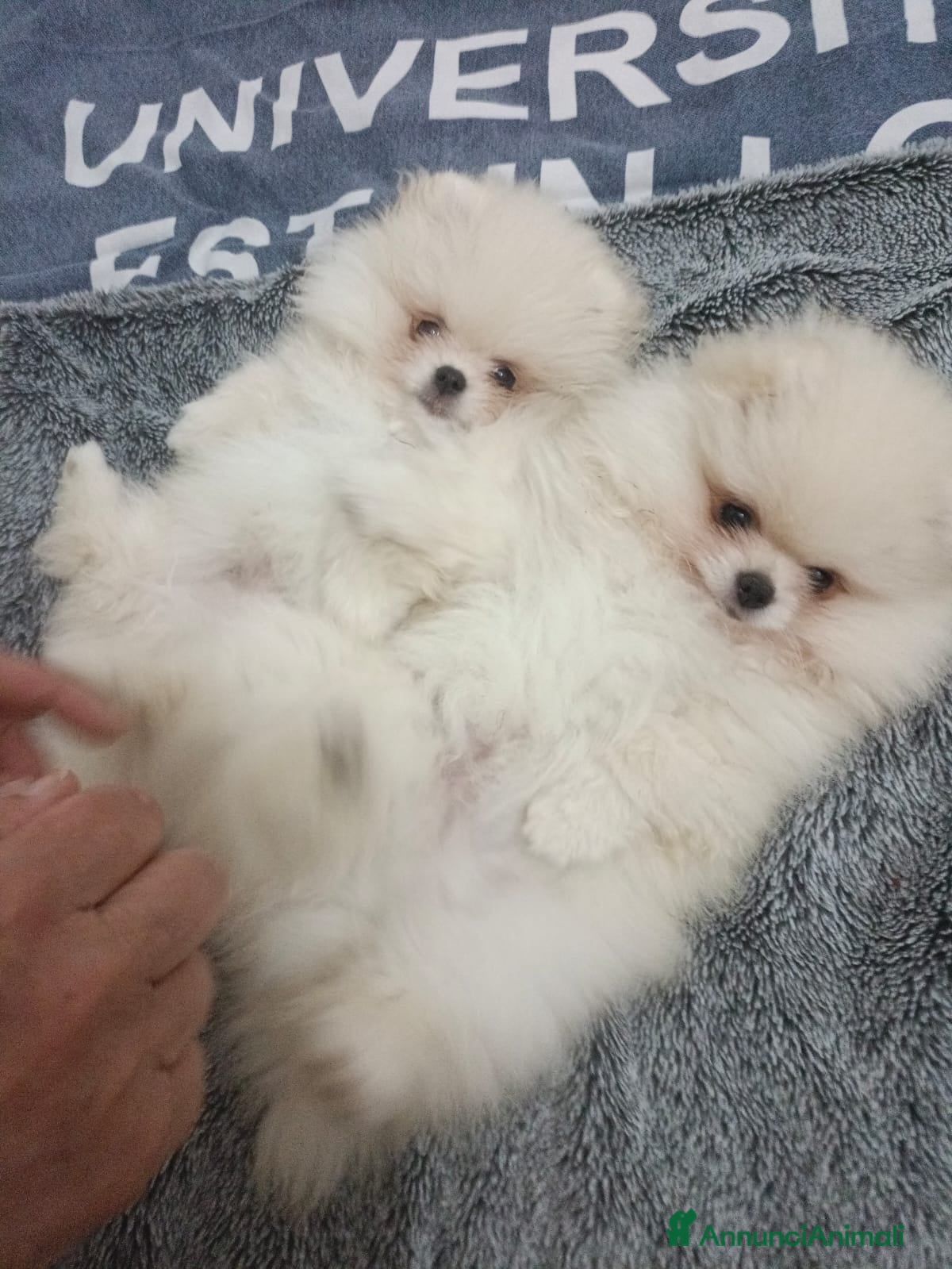 Volpino Pomerania cani Volpino di Pomerania  - Annuncio 5
