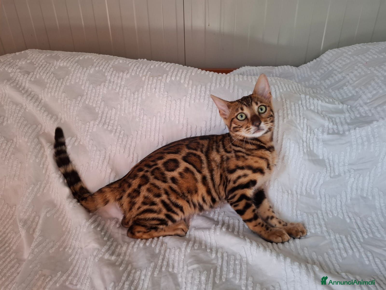 Bengala gatti Gattini razza bengala  - Annuncio 2