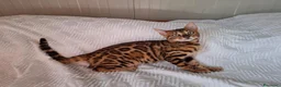 Bengala gatti in vendita: Gattini razza bengala  - Annuncio 1