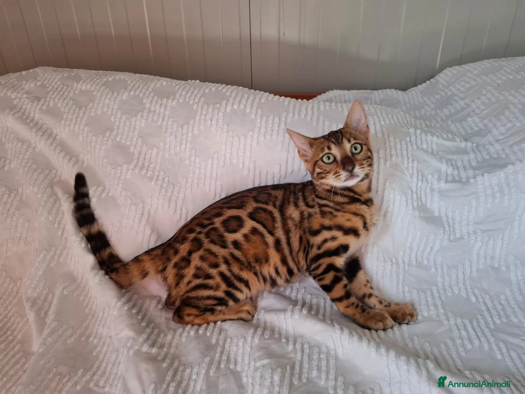 Bengala gatti in vendita: Gattini razza bengala  - Annuncio 1