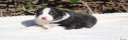 Australian Shepherd cani in vendita: Cuccioli di Pastore Australiano  - Annuncio 2