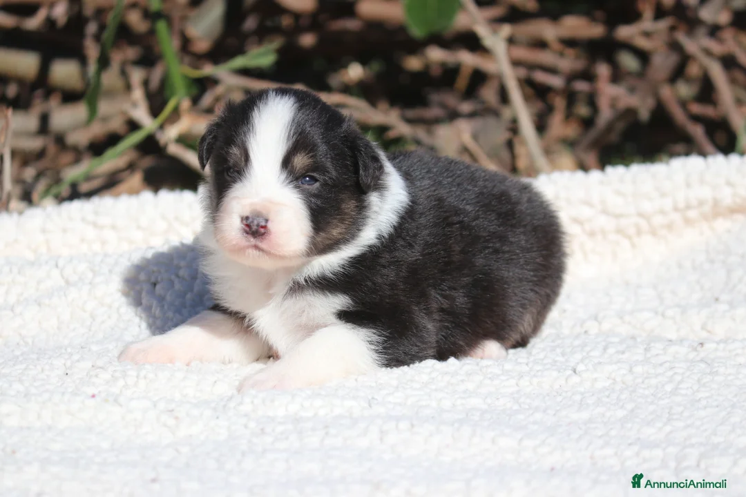 Australian Shepherd cani in vendita: Cuccioli di Pastore Australiano  - Annuncio 2