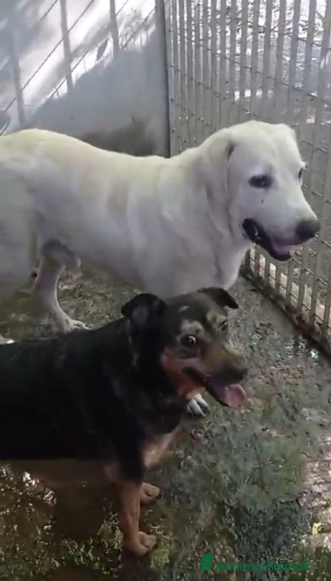 Labrador cani in regalo: Labrador puro 10anni mollato in canile anni fa.SUD - Annuncio 5