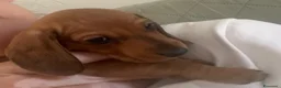 Bassotto cani in vendita: cuccioli bassotto nano e Kaninchen - Annuncio 6