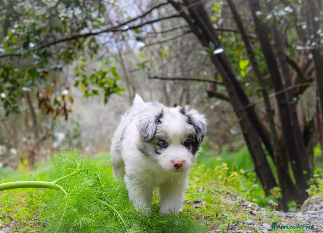 Border Collie cani in vendita: Cuccioli di Border Collie  - Annuncio 3