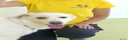Meticcio cani in regalo: Ester a Provincia di Parma - Annuncio 3
