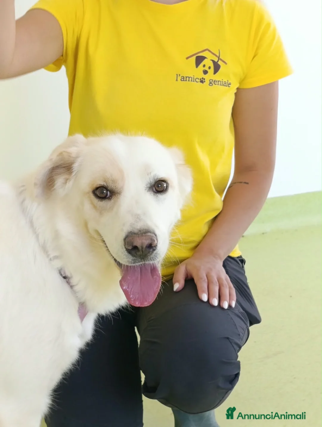 Meticcio cani in regalo: Ester a Provincia di Parma - Annuncio 3