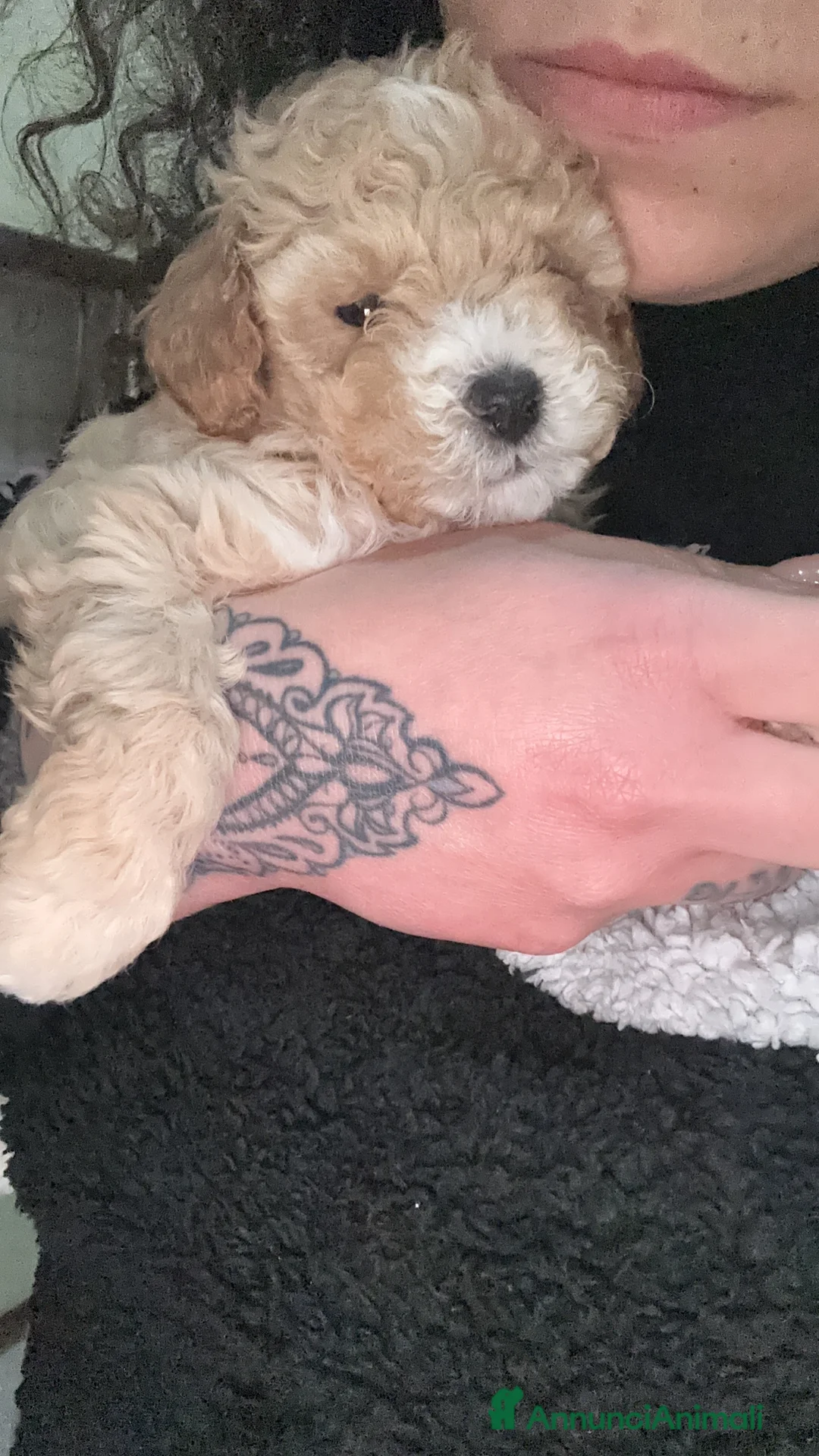 Barboncino Toy cani in vendita: Barboncini Toy  - Annuncio 11