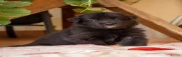 Pastore Belga cani in vendita: Cuccioli di pastore belga - Annuncio 5