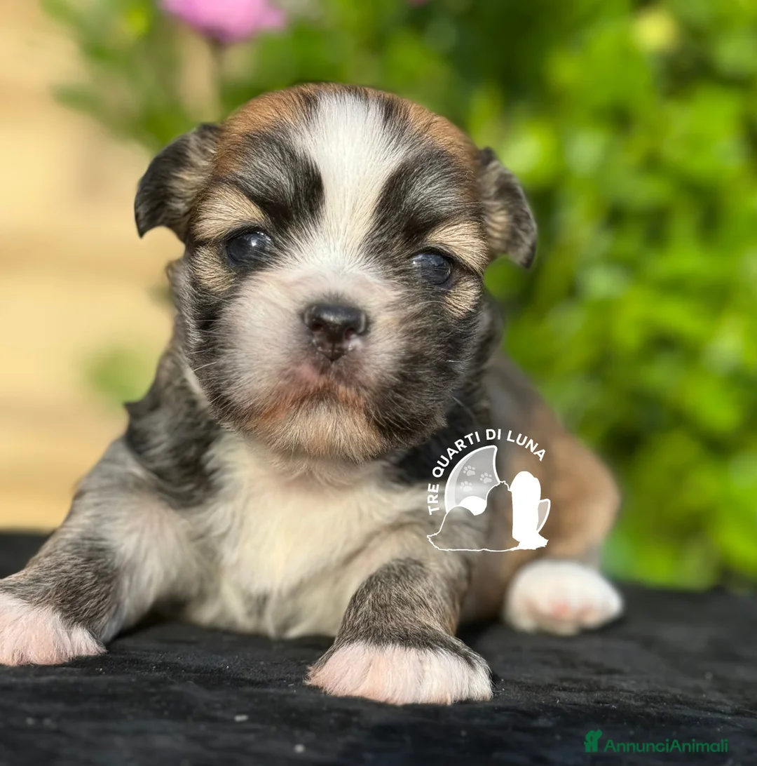 Maltipoo cani in vendita: Tre Quarti di Luna Barboncino Maltipoo Lhasa Apso - Annuncio 2