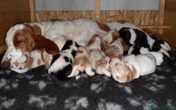 Bassethound cani in vendita: Cuccioli di Bassethound  a Provincia di Pavia - Immagine 3
