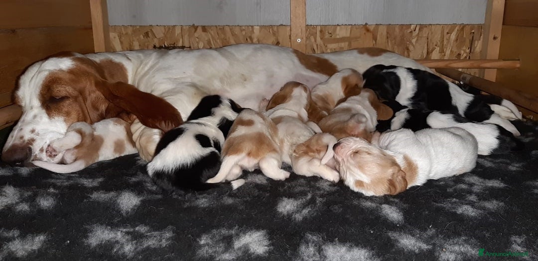 Bassethound cani in vendita: Cuccioli di Bassethound  a Provincia di Pavia - Immagine 3