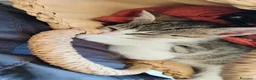 Europeo gatti in regalo: 2micine 2mesi tigrate/bianche SOS MILANO - Annuncio 5