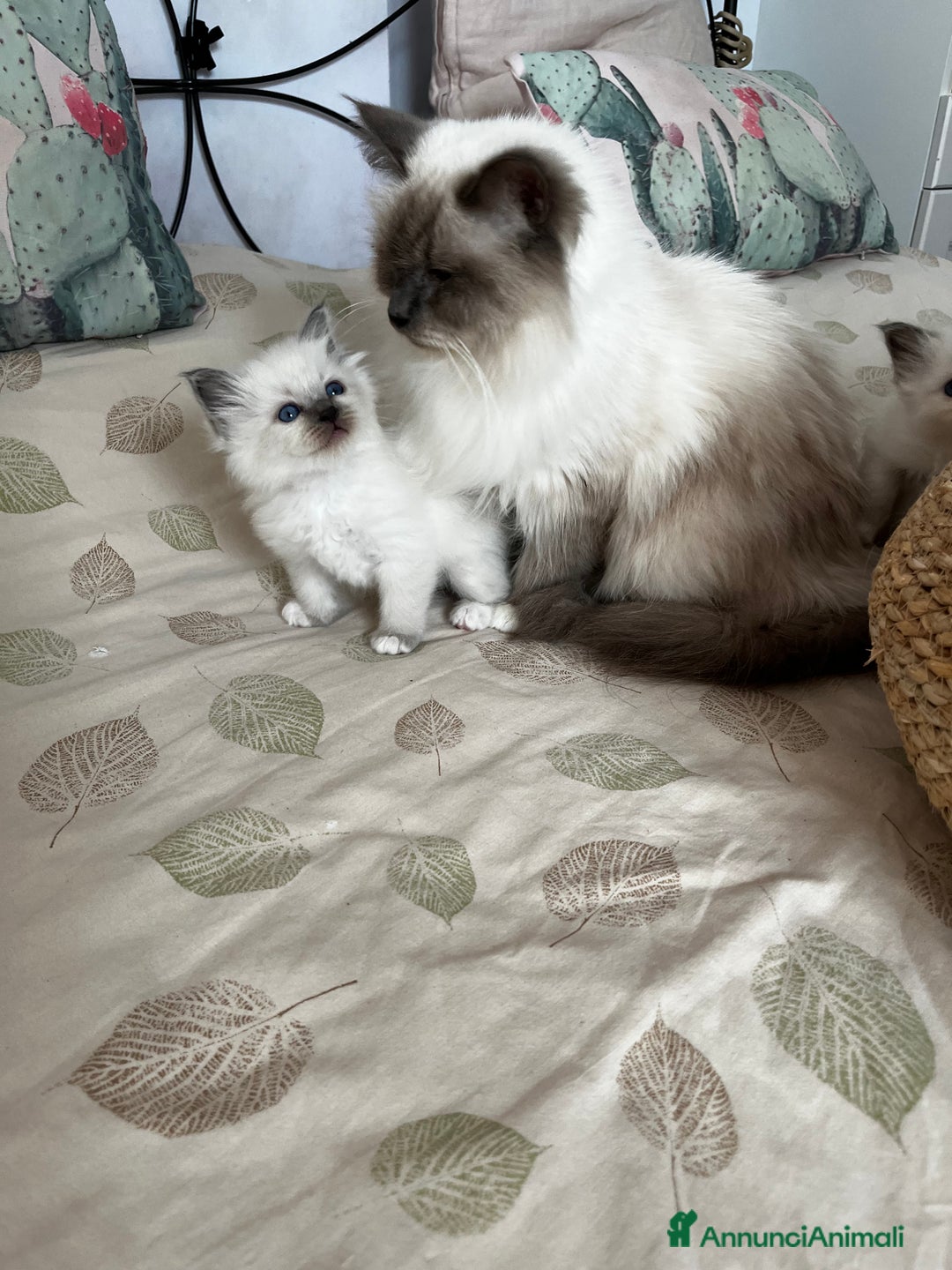 Sacro di Birmania gatti in vendita: Dolcissimi cuccioli Sacro di Birmania  - Annuncio 10