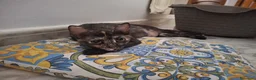 Meticcio gatti in regalo: 8 mesi dolcissima  - Annuncio 4