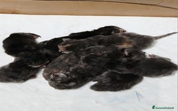 Siberiano gatti in vendita: Cuccioli gatto Siberiano ipoallergenico - Immagine 2