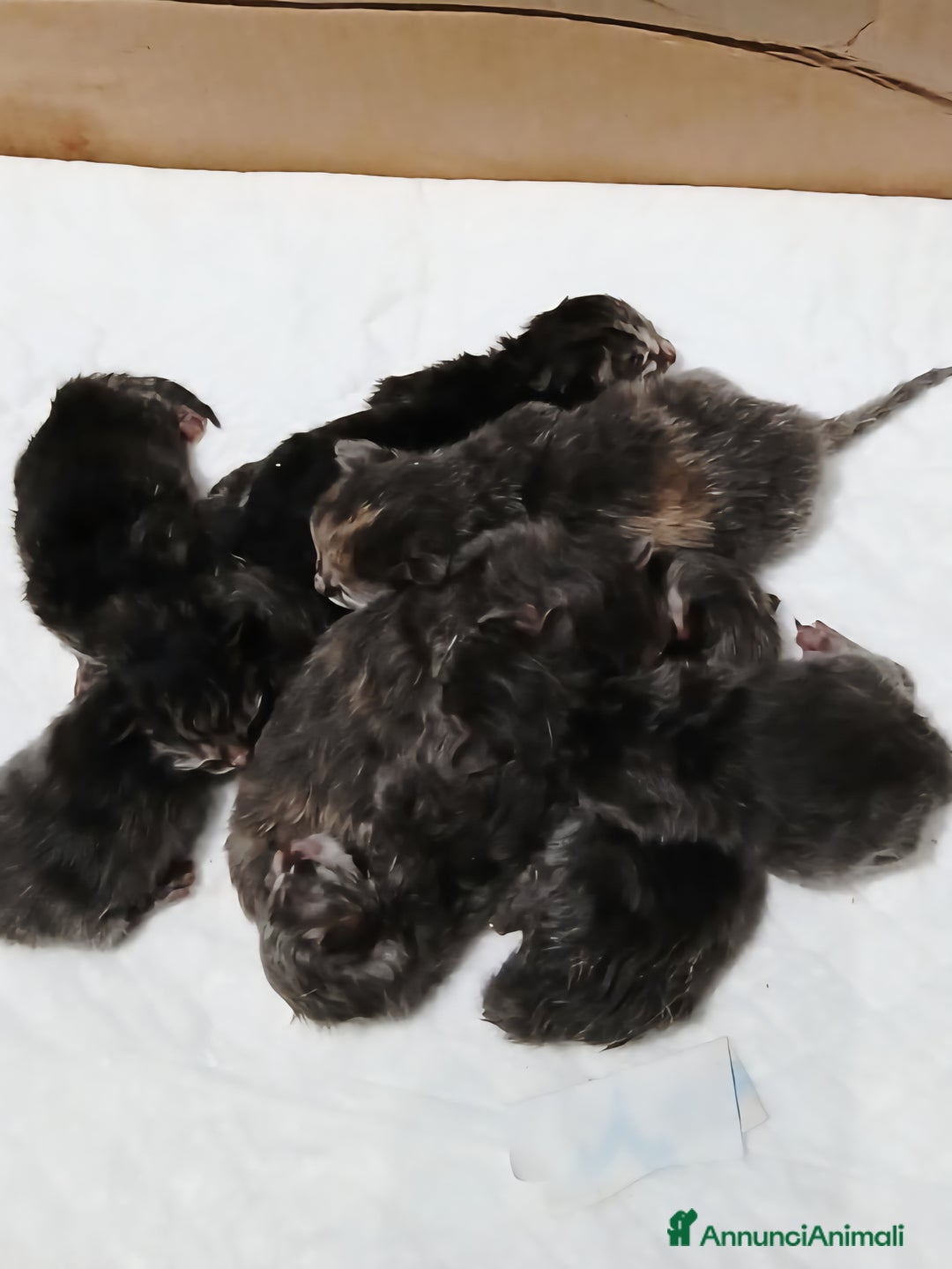 Siberiano gatti in vendita: Cuccioli gatto Siberiano ipoallergenico - Immagine 2