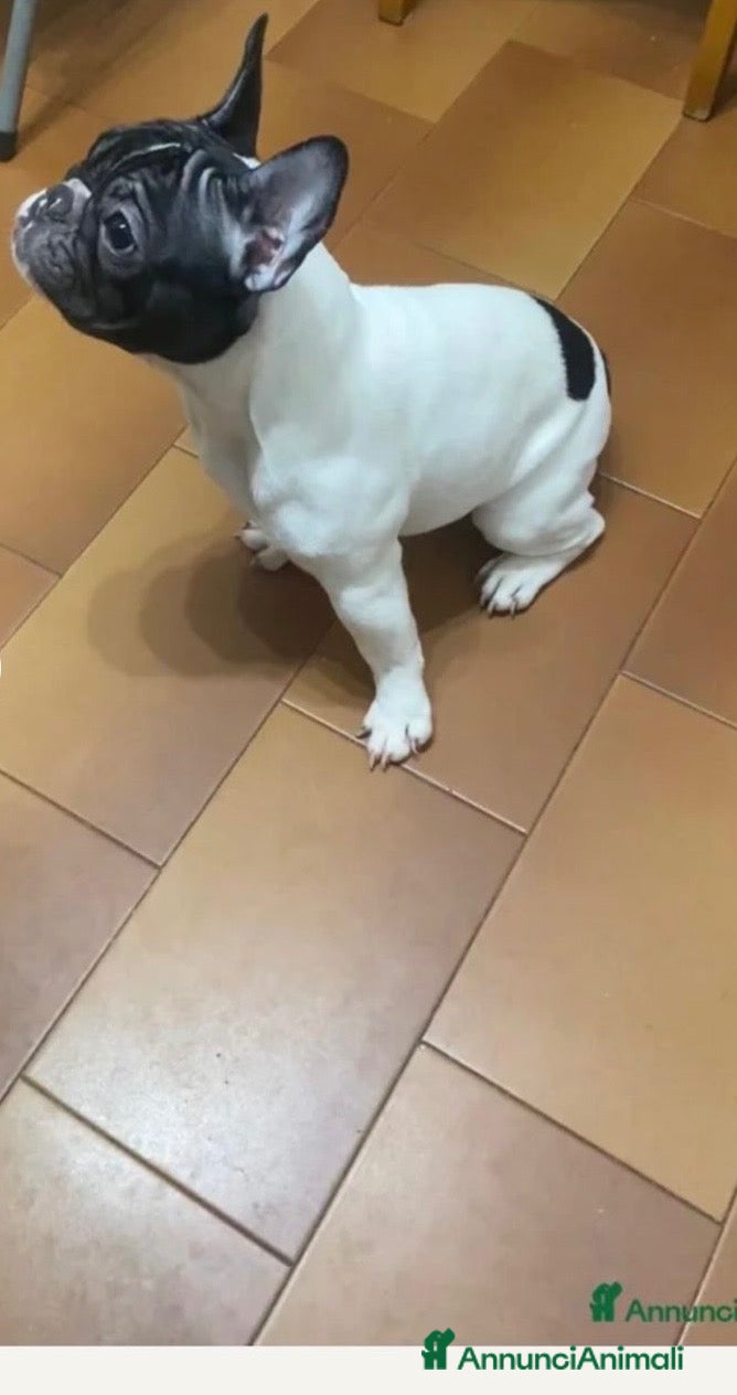 Bulldog Francese cani Bulldog francese ultima cucciola  - Annuncio 3