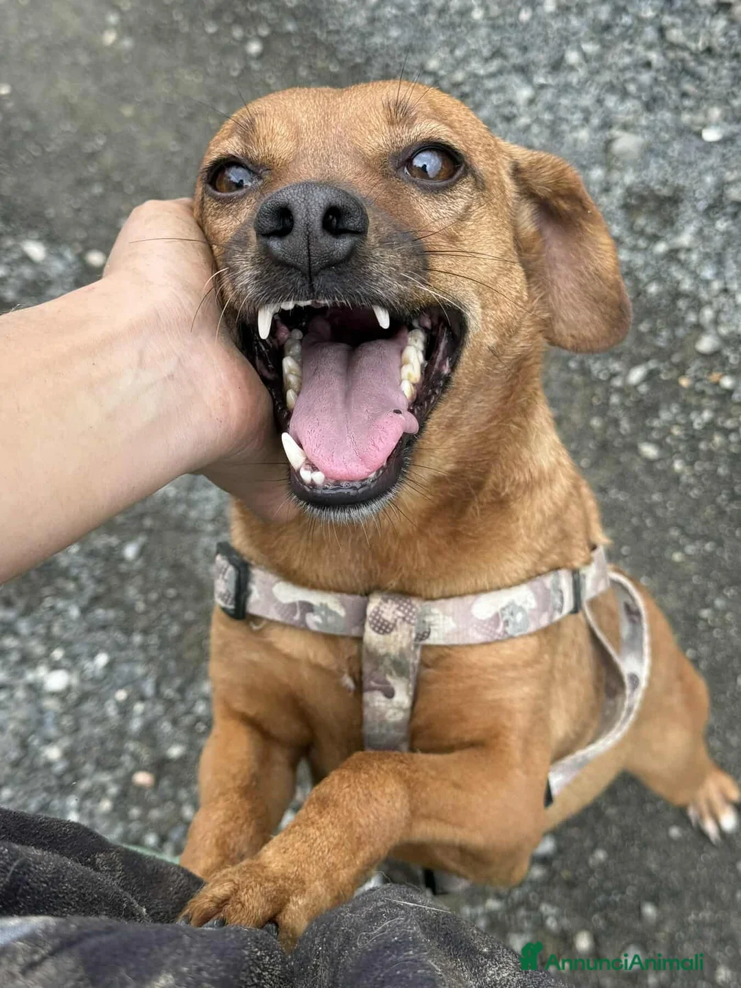 Meticcio cani in regalo: REDDY, nanetta piena di GIOIA! Taglia PICCOLA - Annuncio 4