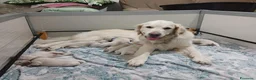 Golden Retriever cani in vendita: Golden Retriever linea inglese - Annuncio 4