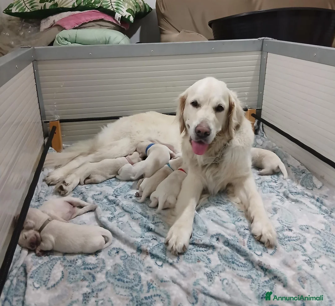 Golden Retriever cani in vendita: Golden Retriever linea inglese - Annuncio 4