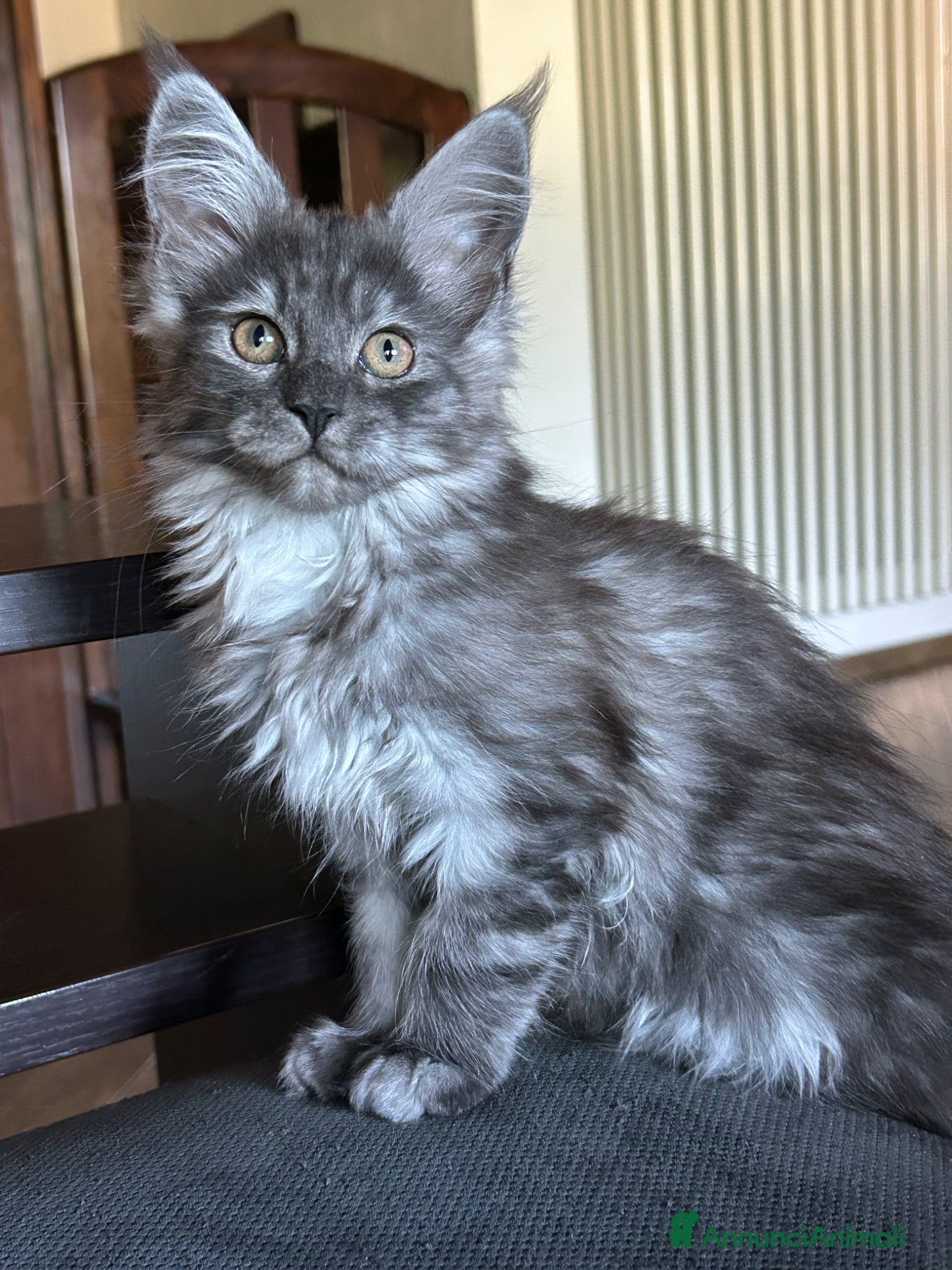 Maine Coon gatti Maine Coon  - Annuncio 1