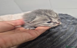 British gatti in vendita: British shorthair  a Provincia di Lodi - Immagine 4