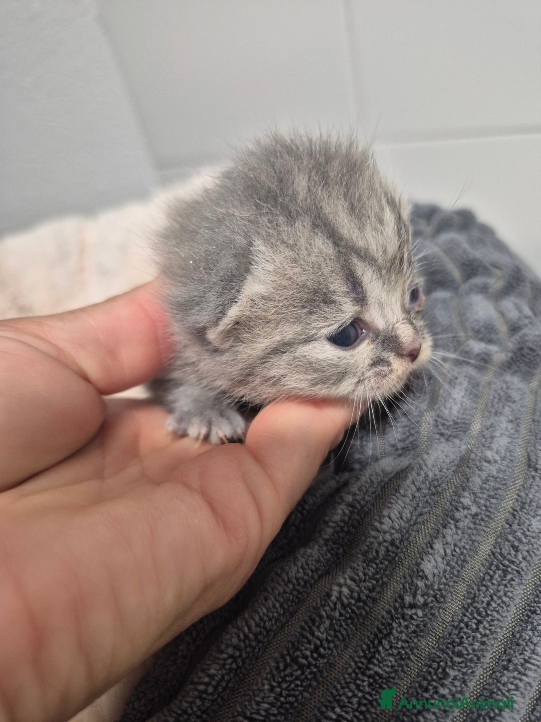 British gatti in vendita: British shorthair  a Provincia di Lodi - Immagine 4