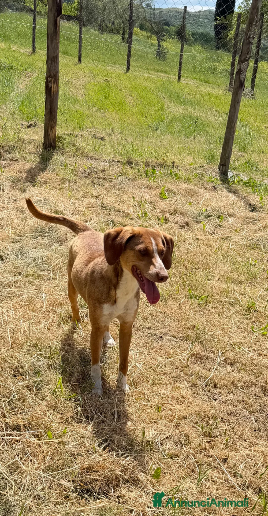 Meticcio cani in regalo: Totò 12 kg a Provincia di Como - Annuncio 2