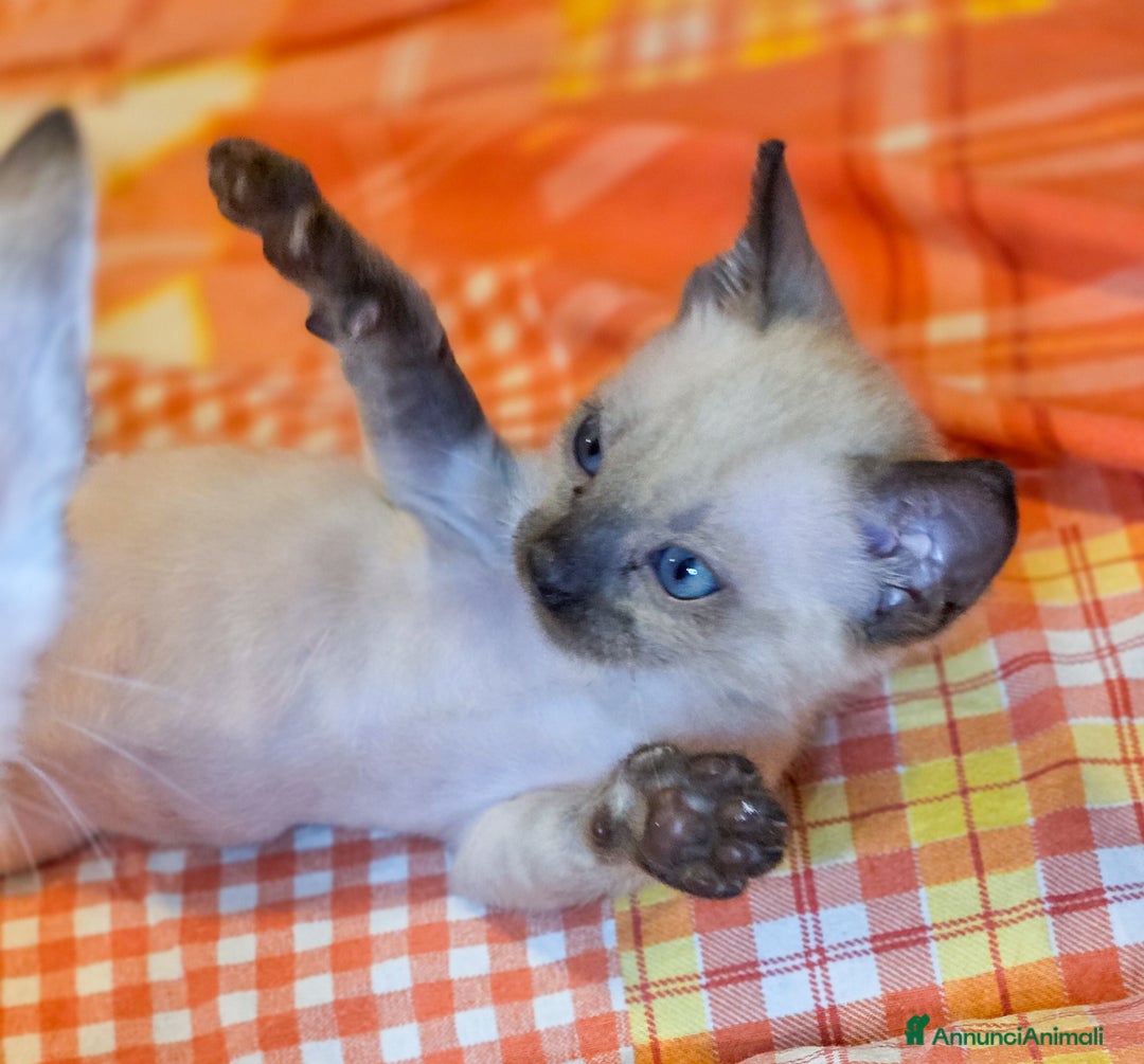 Bengala gatti in vendita: Cucciolo maschio gatto bengala  - Annuncio 11