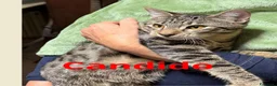 Meticcio gatti in regalo: Gattini di 5 mesi buonissimi - Annuncio 2
